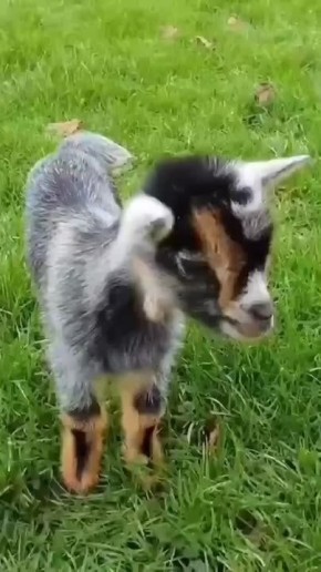 Доброе утро!. Сегодня Международный день слепых В этот день родились писатель Роберт Льюис Стивенсон (1850 — 1894), актер Джерард Батлер (1969) и певица Ольга Орлова (1977)