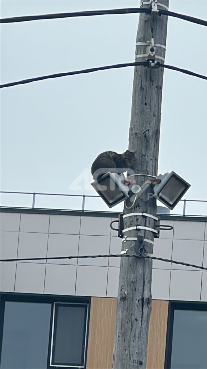 На Сахалине котейка почти сутки просидела на столбе высотой с пятиэтажный дом