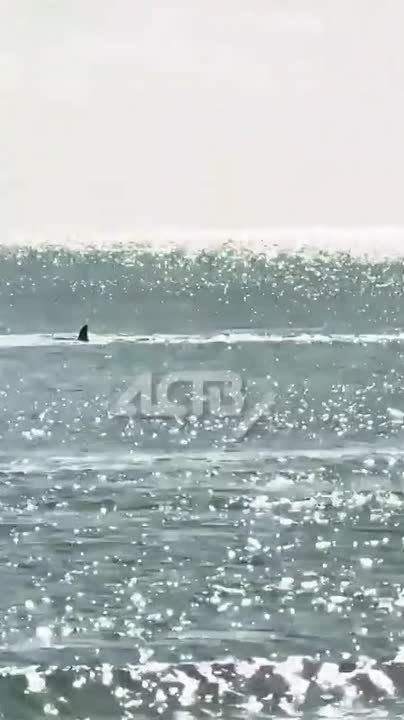 Немного восхитительных кадров в ленту: стая косаток подошла к сахалинскому побережью возле СПГ