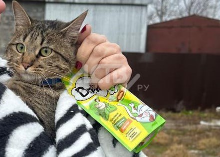 На Сахалине котейка почти сутки просидела на столбе высотой с пятиэтажный дом На Сахалине котейка почти сутки просидела на столбе высотой с пятиэтажный дом