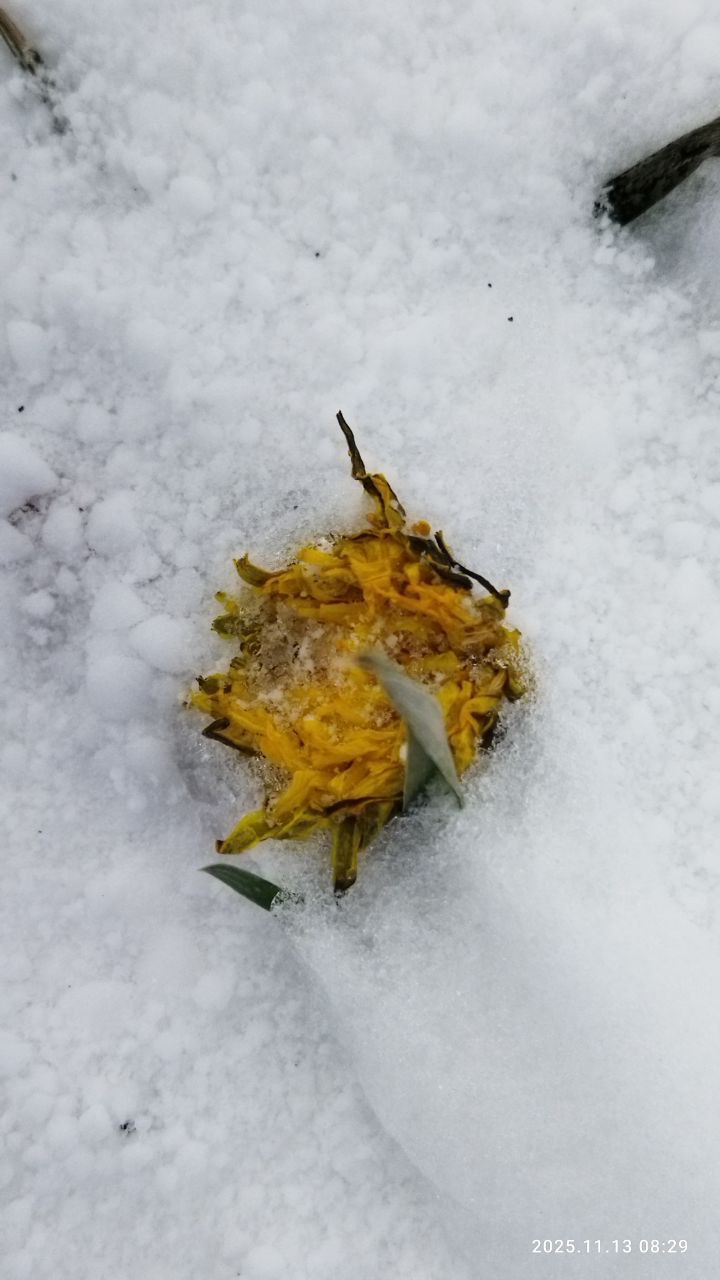 Северо-Курильск сегодня проснулся в снегу Северо-Курильск сегодня проснулся в снегу