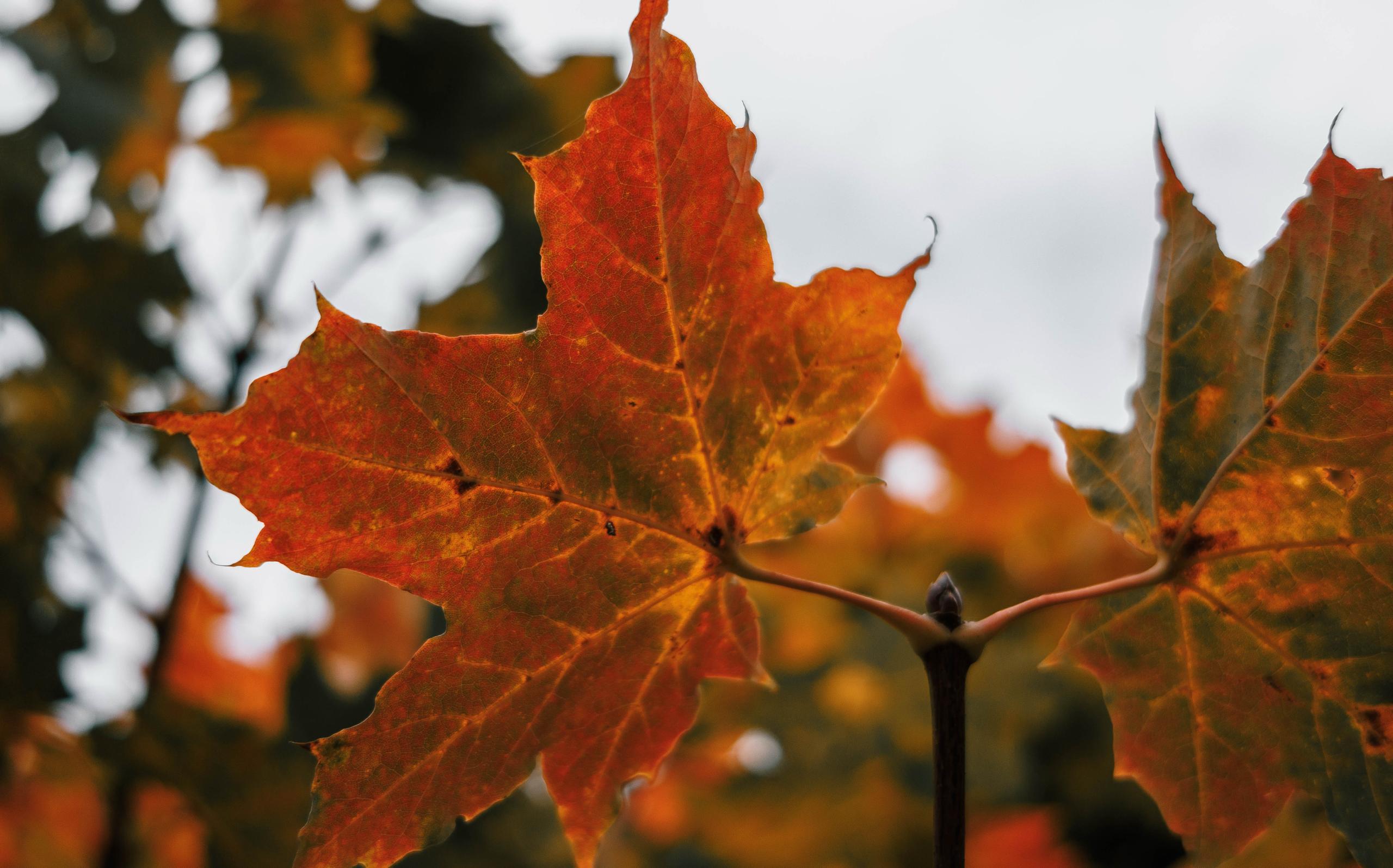 Температура в октябре на Сахалине была ниже нормы