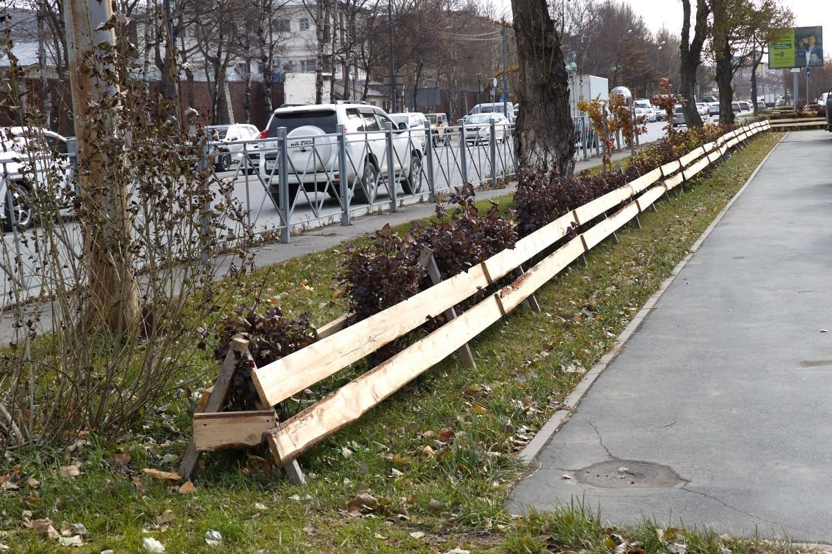 Южно-Сахалинск готовится к весне: кустарники уже укрыли и высадили 80 000 луковиц тюльпанов Южно-Сахалинск готовится к весне: кустарники уже укрыли и высадили 80 000 луковиц тюльпанов