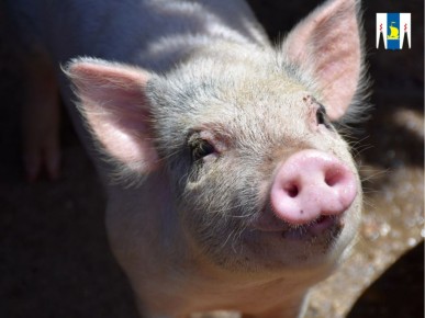 Восстановительные работы на пострадавшем при пожаре предприятии «Мерси Агро Сахалин» будут вестись за счет страховых компенсаций — поголовье свиней и инфраструктура были застрахованы