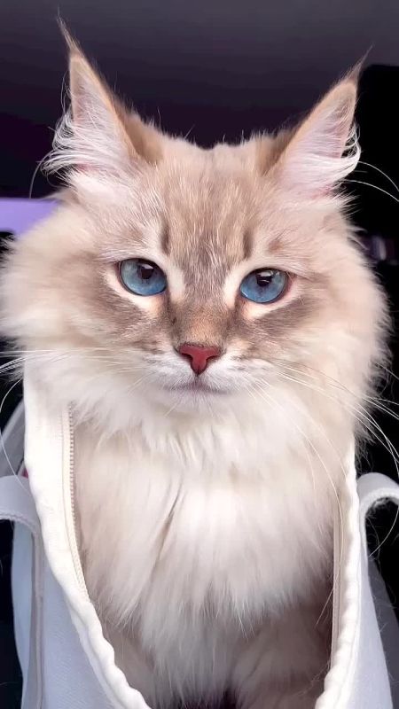 Доброе утро!. Сегодня Всероссийский день призывника В этот день родились конструктор стрелкового оружия Игорь Стечкин (1922 — 2001) и актер Игорь Ливанов (1953)