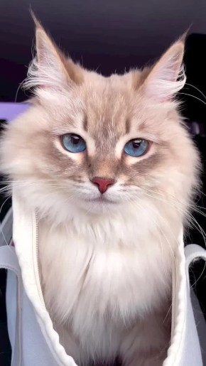 Доброе утро!. Сегодня Всероссийский день призывника В этот день родились конструктор стрелкового оружия Игорь Стечкин (1922 — 2001) и актер Игорь Ливанов (1953)