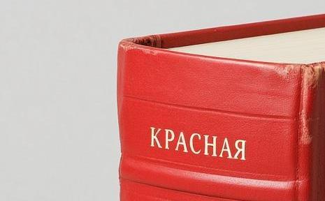 Парамоера коропоккуру, северная качурка и другие: на Сахалине определяют, кого внести в Красную книгу области