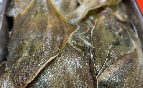 Жителей Южно-Сахалинска приглашают за камбалой