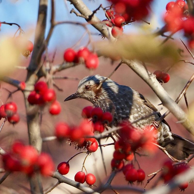 Милые пернатые обитатели Южного