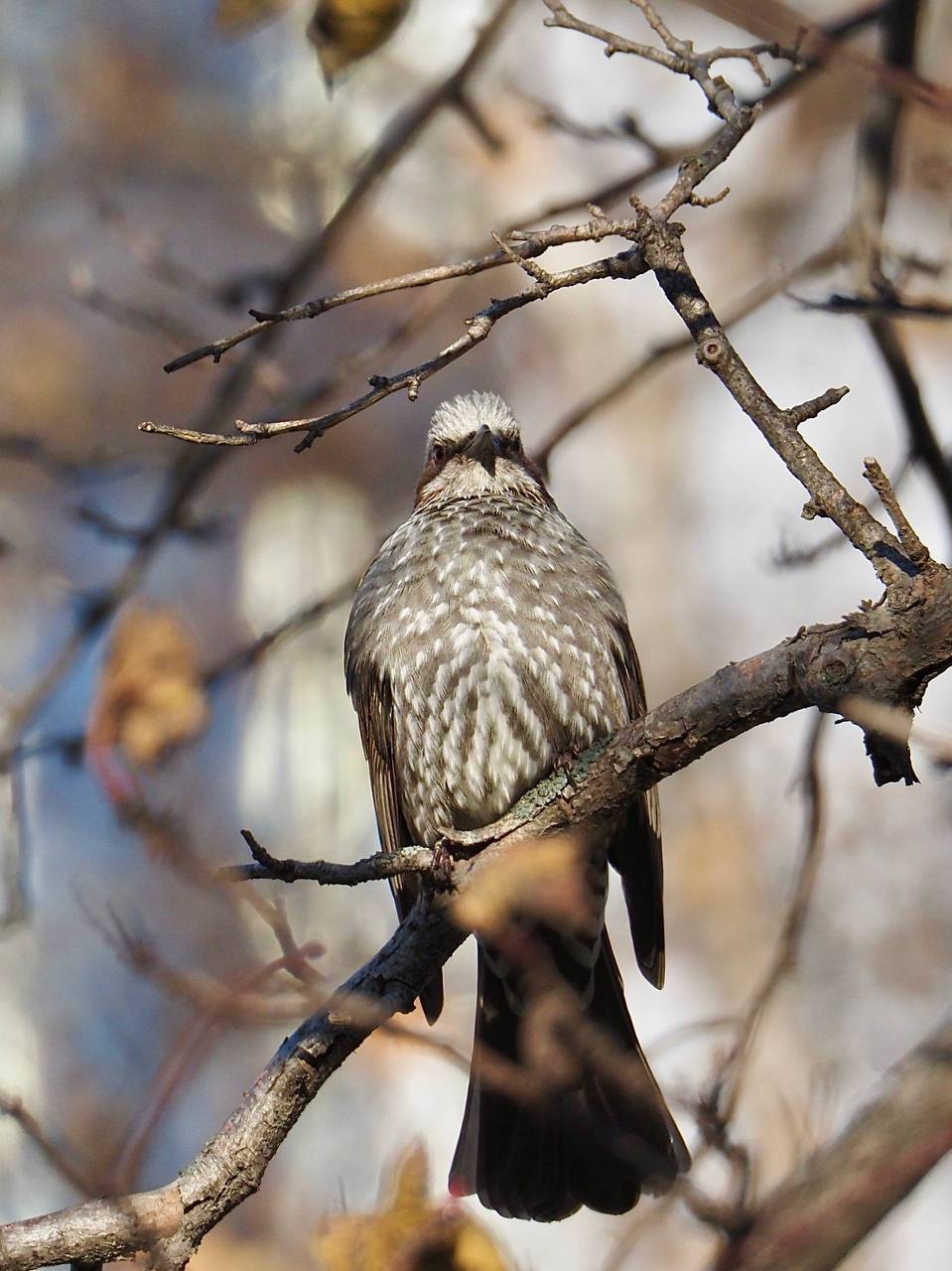 Милые пернатые обитатели Южного Милые пернатые обитатели Южного