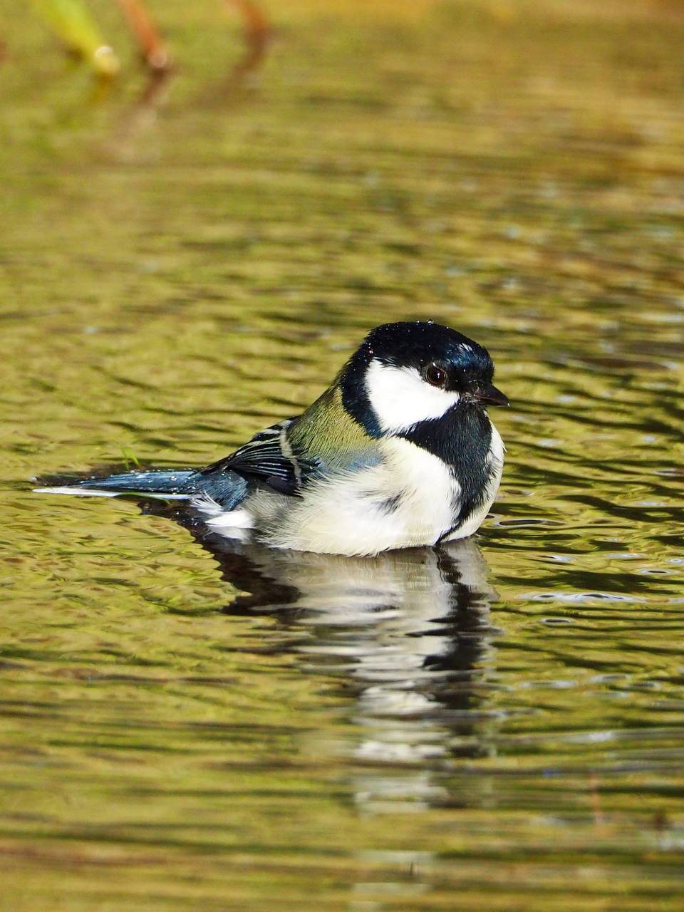Милые пернатые обитатели Южного Милые пернатые обитатели Южного