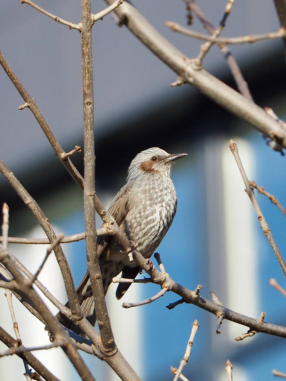 Милые пернатые обитатели Южного Милые пернатые обитатели Южного