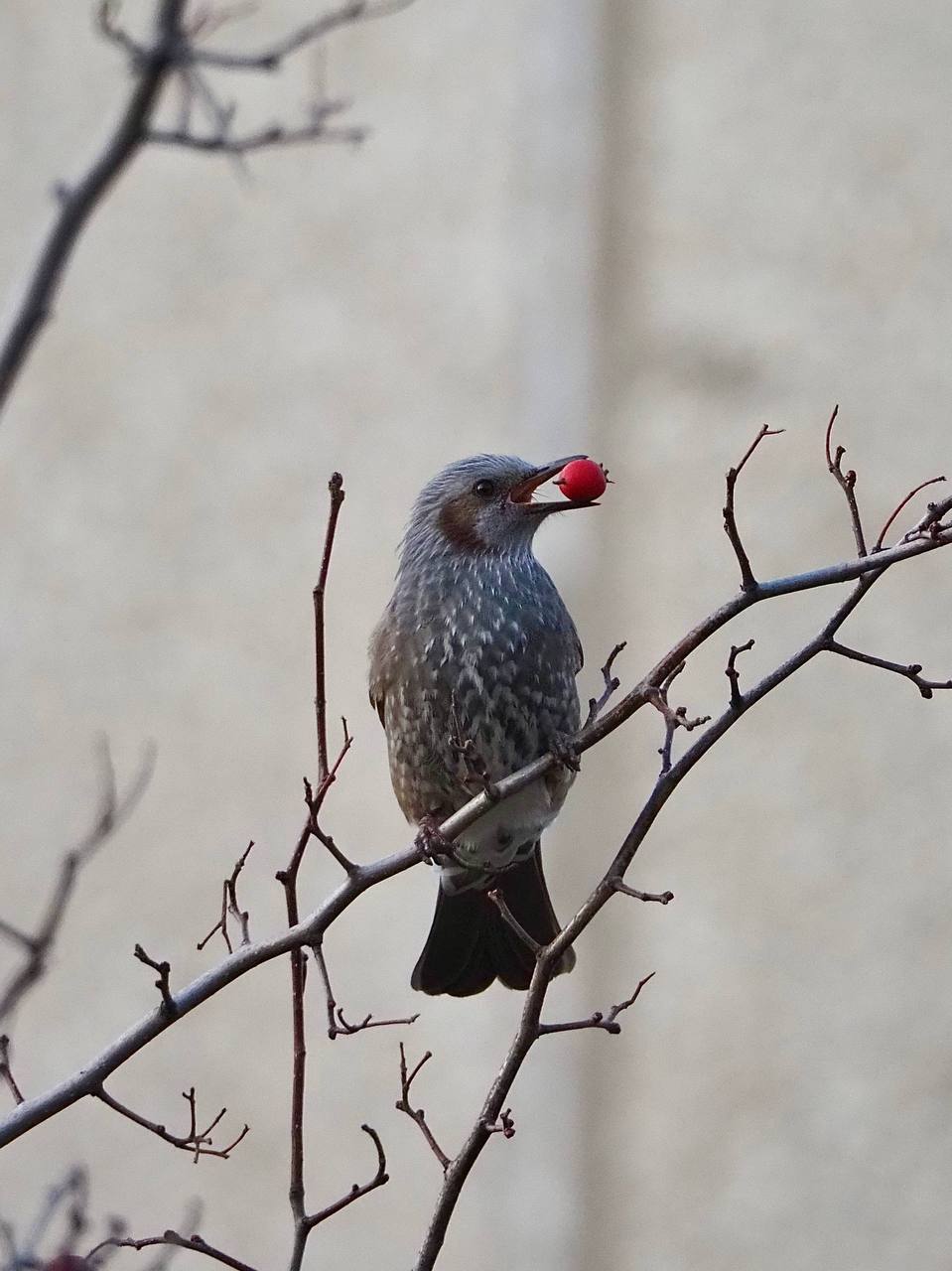Милые пернатые обитатели Южного Милые пернатые обитатели Южного