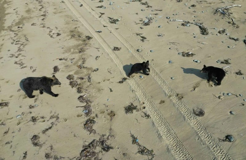 За год в заповеднике «Курильский» насчитали 92 медведя За год в заповеднике «Курильский» насчитали 92 медведя