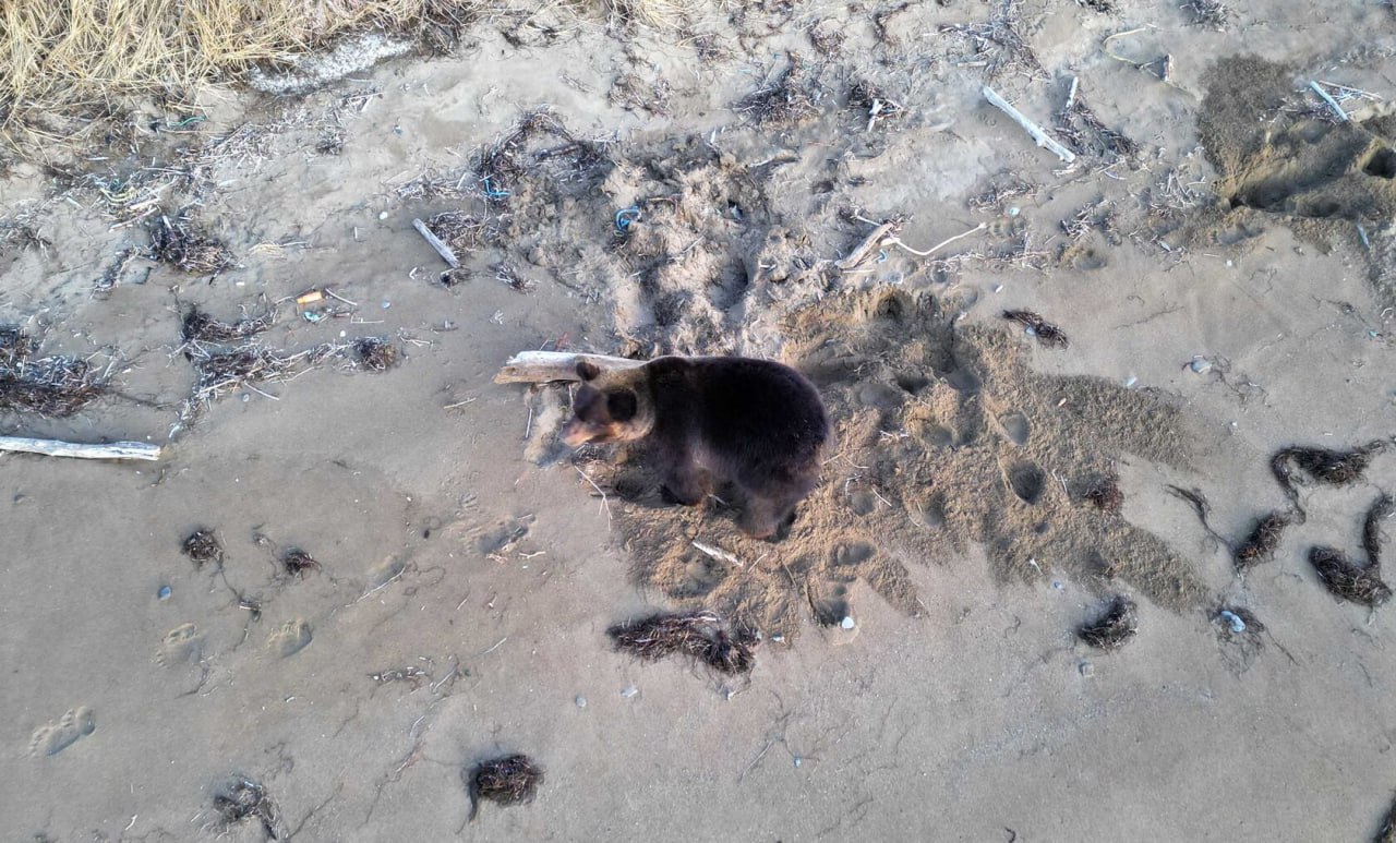 Ощутимый недостаток рыбы вынудил медведей выйти к людям на Кунашире - учёные Ощутимый недостаток рыбы вынудил медведей выйти к людям на Кунашире - учёные