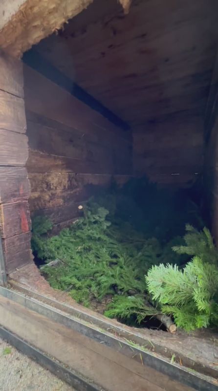 Жирок накопили - пора спать: в зоопарке на Сахалине показали берлогу медведя изнутри