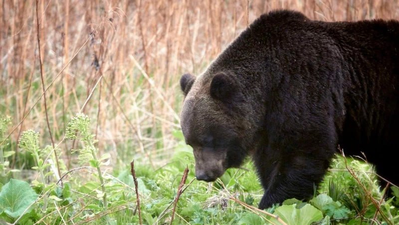 За год в заповеднике «Курильский» насчитали 92 медведя