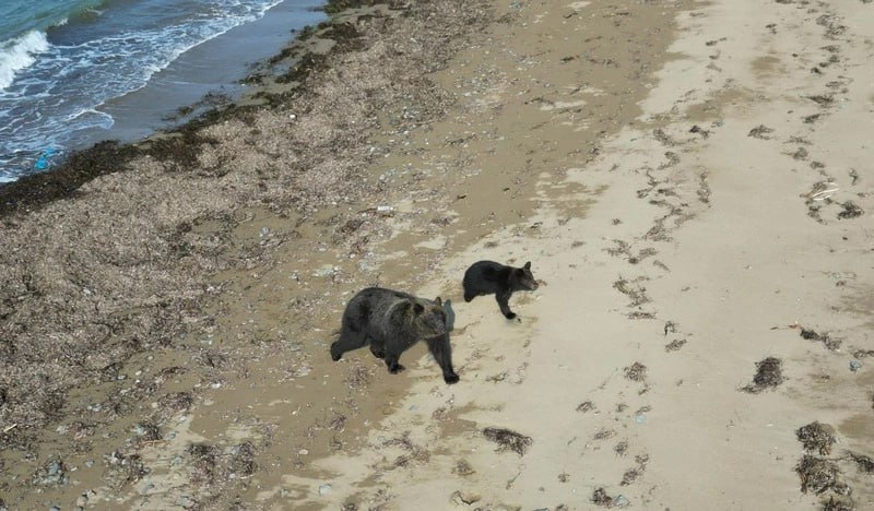 За год в заповеднике «Курильский» насчитали 92 медведя За год в заповеднике «Курильский» насчитали 92 медведя