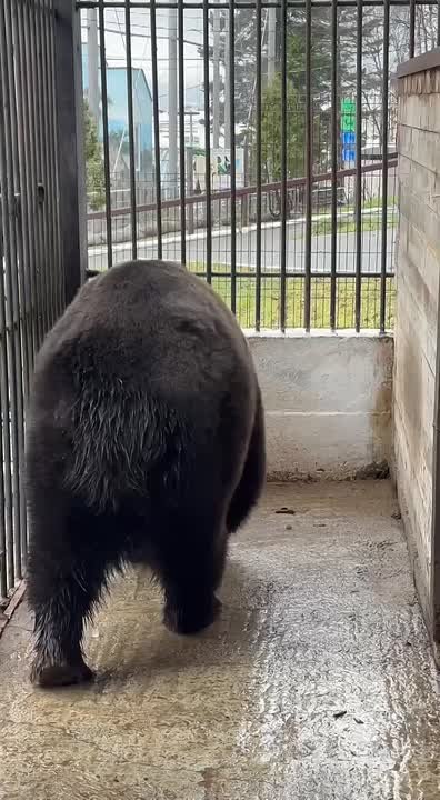 Мед, орехи и лапник: в сахалинском зоопарке создают условия для медвежьей спячки