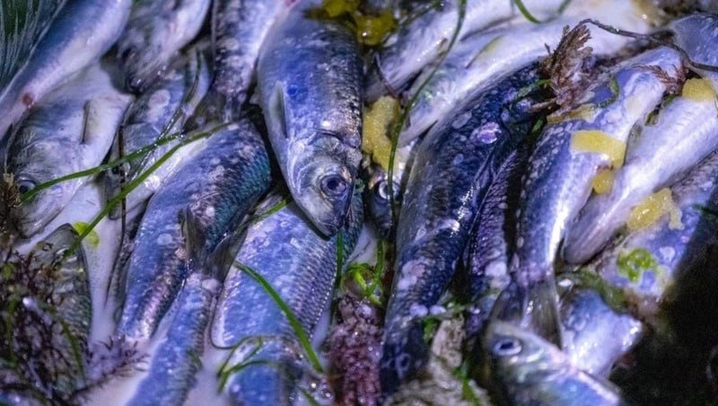 Сахалинские рыбаки нарастили вылов минтая и сельди