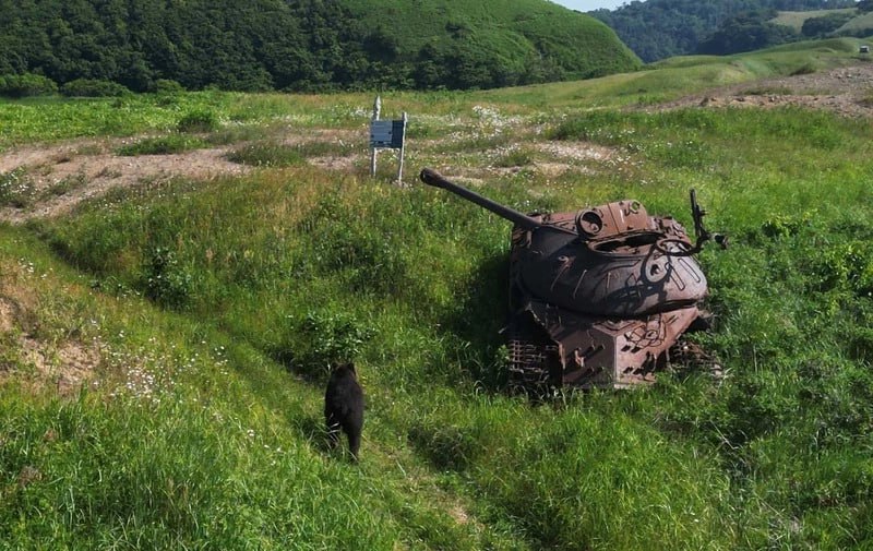 За год в заповеднике «Курильский» насчитали 92 медведя За год в заповеднике «Курильский» насчитали 92 медведя