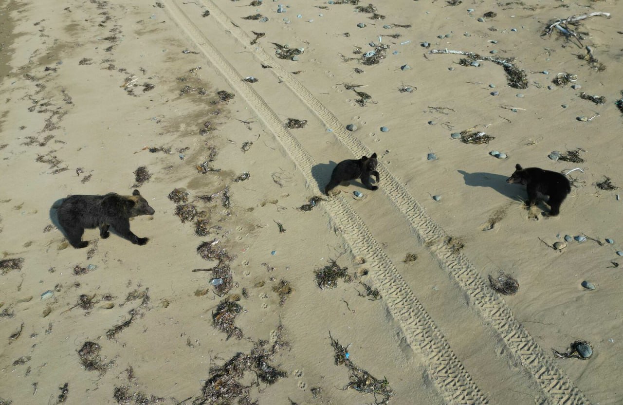 Ощутимый недостаток рыбы вынудил медведей выйти к людям на Кунашире - учёные Ощутимый недостаток рыбы вынудил медведей выйти к людям на Кунашире - учёные