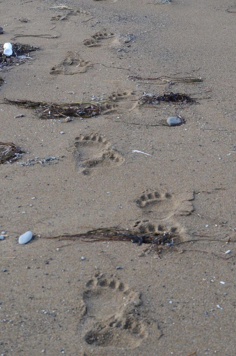 За год в заповеднике «Курильский» насчитали 92 медведя За год в заповеднике «Курильский» насчитали 92 медведя