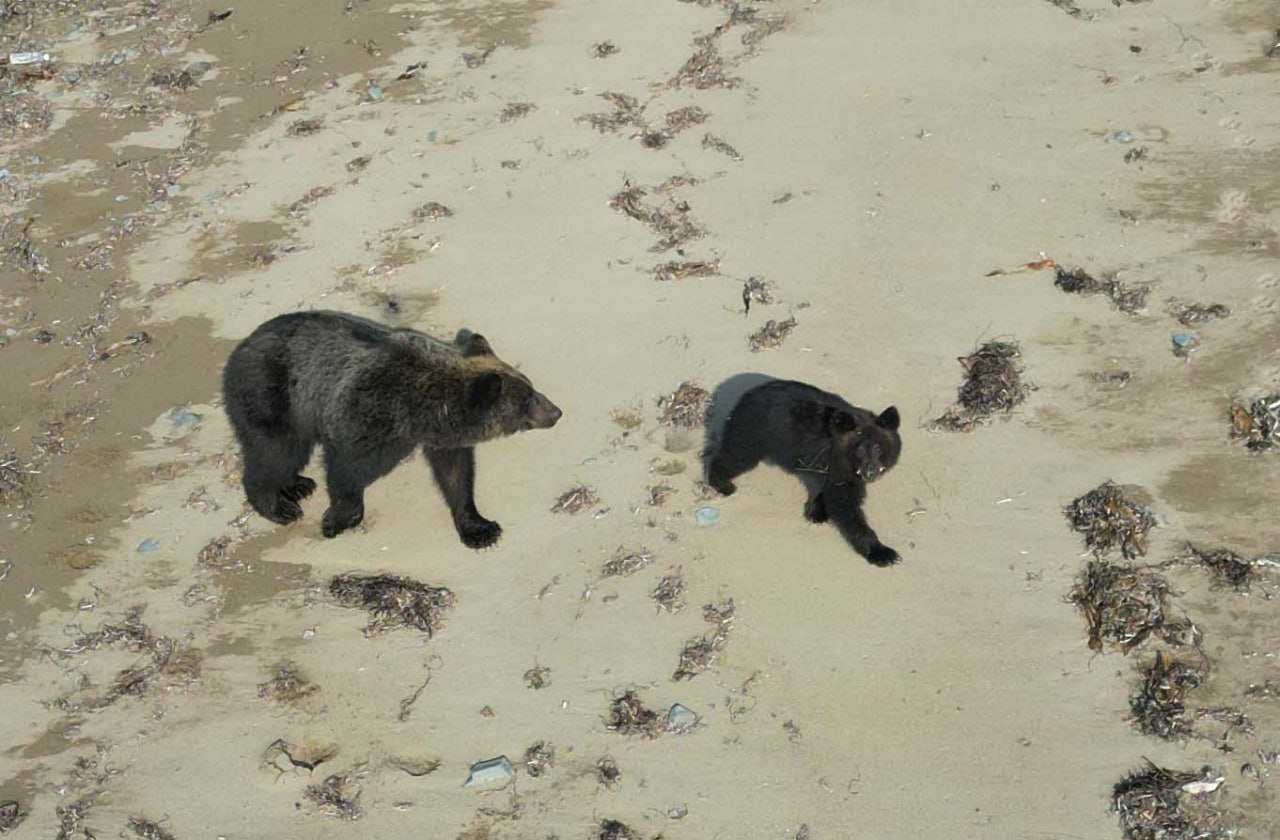 Ощутимый недостаток рыбы вынудил медведей выйти к людям на Кунашире - учёные Ощутимый недостаток рыбы вынудил медведей выйти к людям на Кунашире - учёные