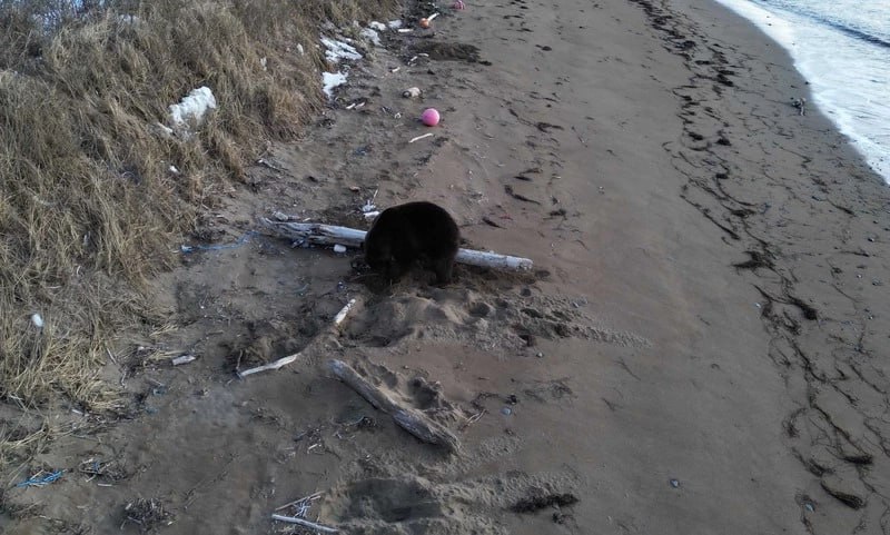 За год в заповеднике «Курильский» насчитали 92 медведя За год в заповеднике «Курильский» насчитали 92 медведя