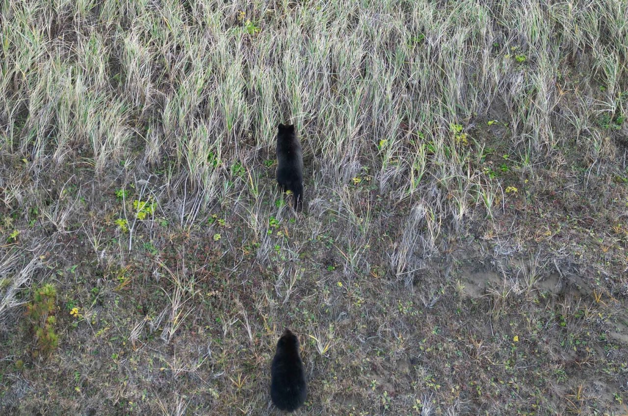 Ощутимый недостаток рыбы вынудил медведей выйти к людям на Кунашире - учёные