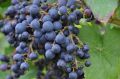 Фиолетовый ранний: виноград, который покоряет сердца и столы
