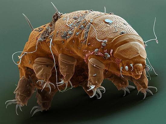 Ученые обнаружили на Сахалине новых микроскопических «медведей» Ученые обнаружили на Сахалине новых микроскопических «медведей»