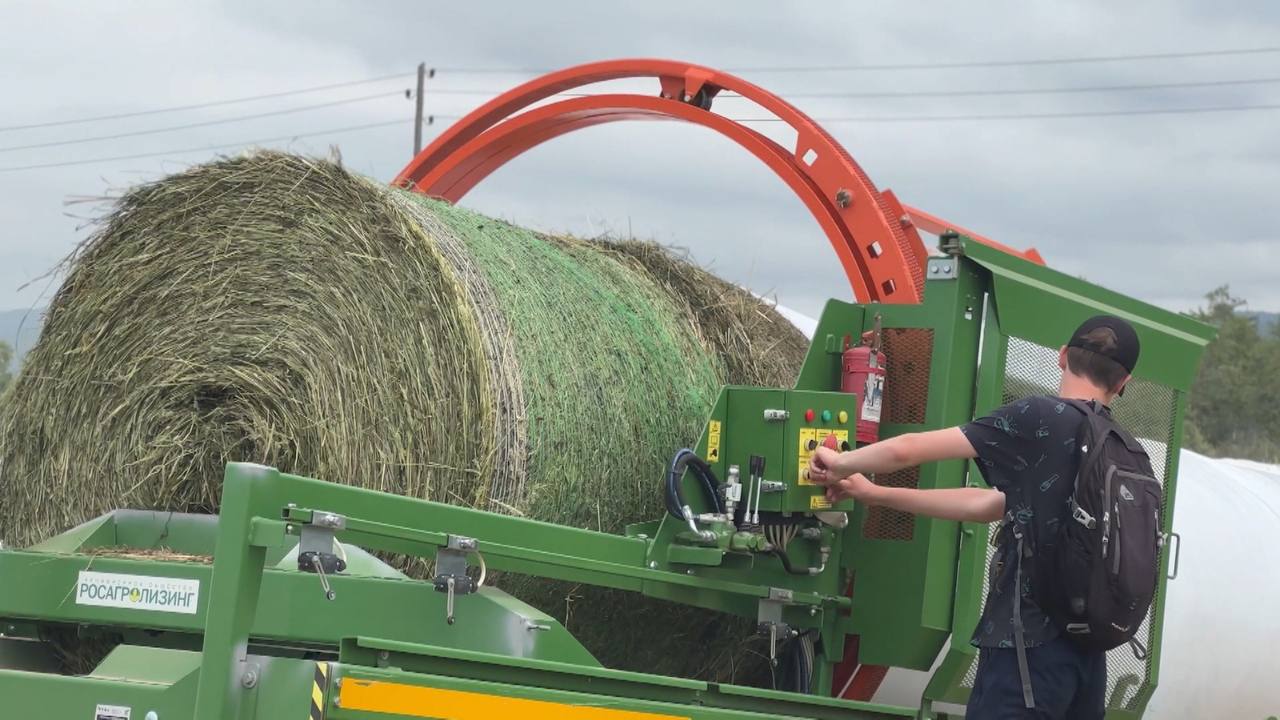 Крупный рогатый скот на островах будет обеспечен кормом «с полей» лишь на 80%