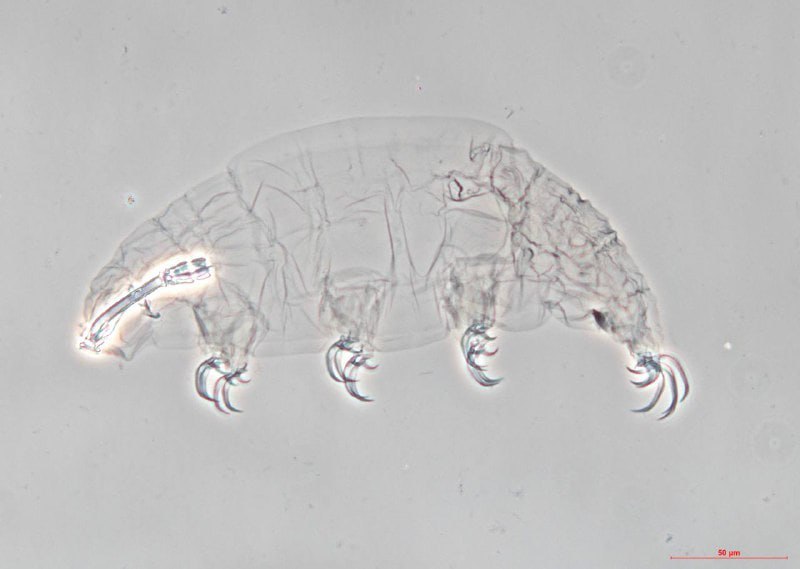 Ученые обнаружили на Сахалине новых микроскопических «медведей» Ученые обнаружили на Сахалине новых микроскопических «медведей»