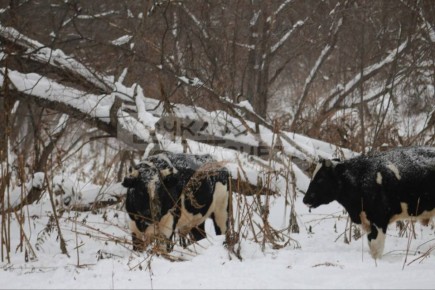 Кто-то бросил стадо коров в поле на произвол судьбы в метель
