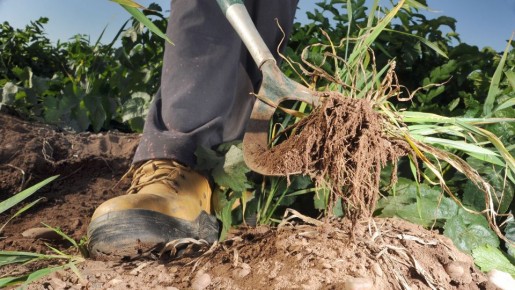 Готовьте ведро и перчатки: этот раствор сожжет до корней межплиточные сорняки на даче