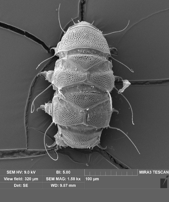 Ученые обнаружили на Сахалине новых микроскопических «медведей»