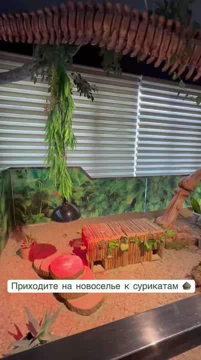 Семейство сурикатов поселилось на новом месте в сахалинском зоопарке