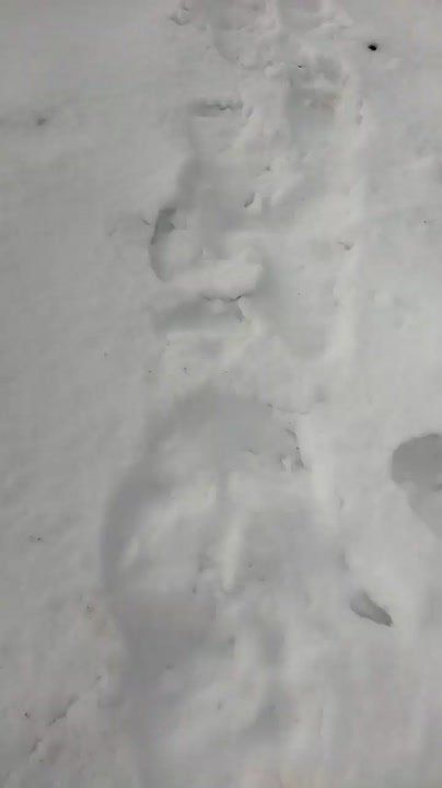 Следы медведя обнаружили жители Парамушира