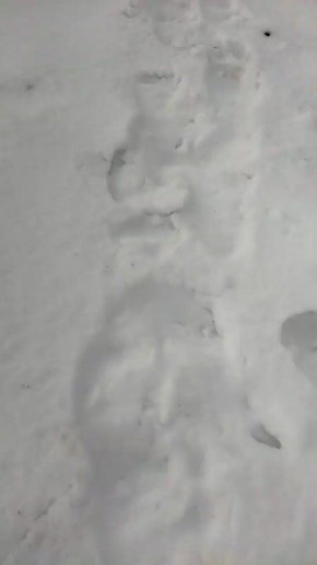 Следы медведя обнаружили жители Парамушира