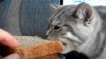 Можно ли кормить котов хлебом? Основные рекомендации экспертов