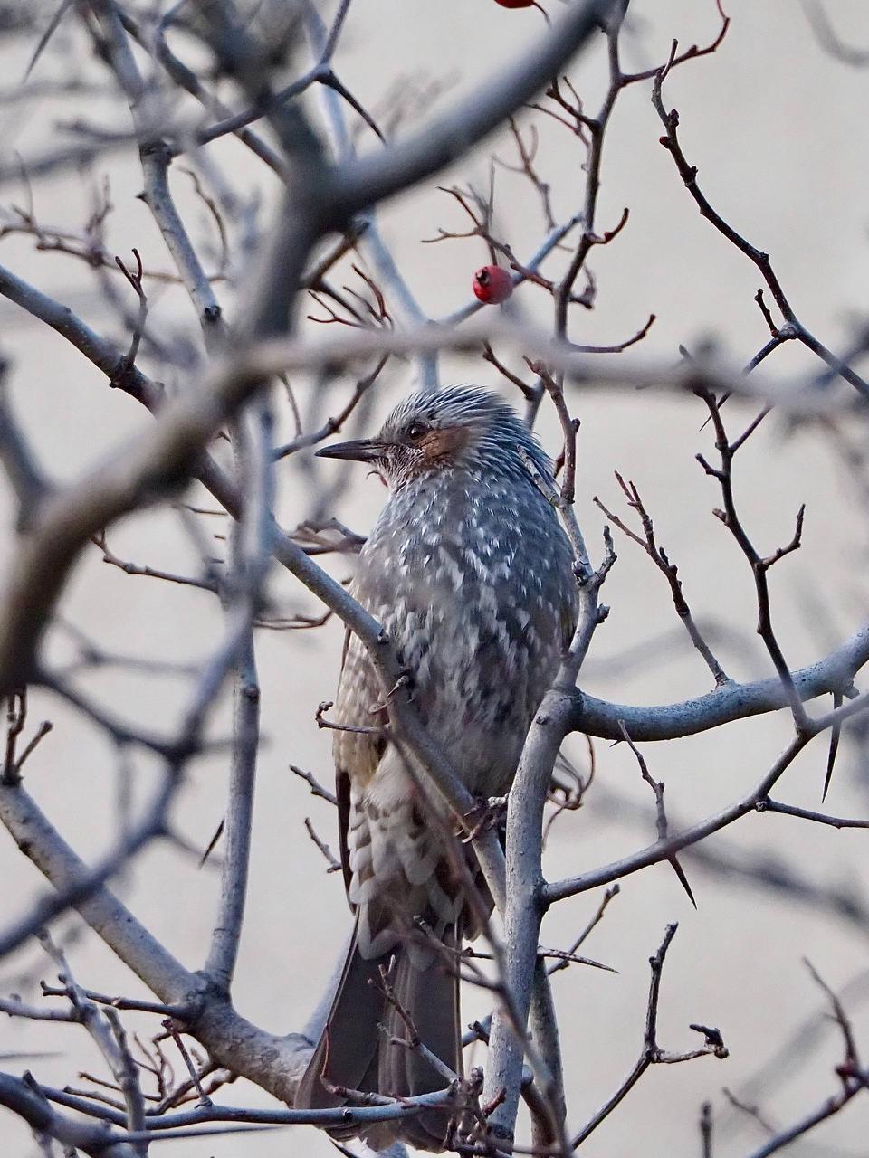 Бюльбюль желает южносахалинцам продуктивного дня! Бюльбюль желает южносахалинцам продуктивного дня!