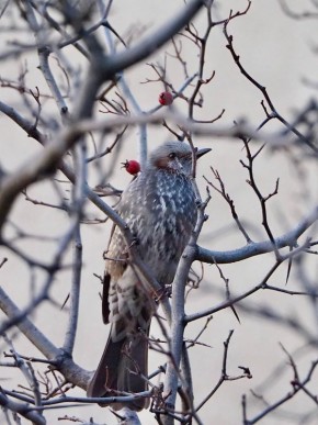 Бюльбюль желает южносахалинцам продуктивного дня!