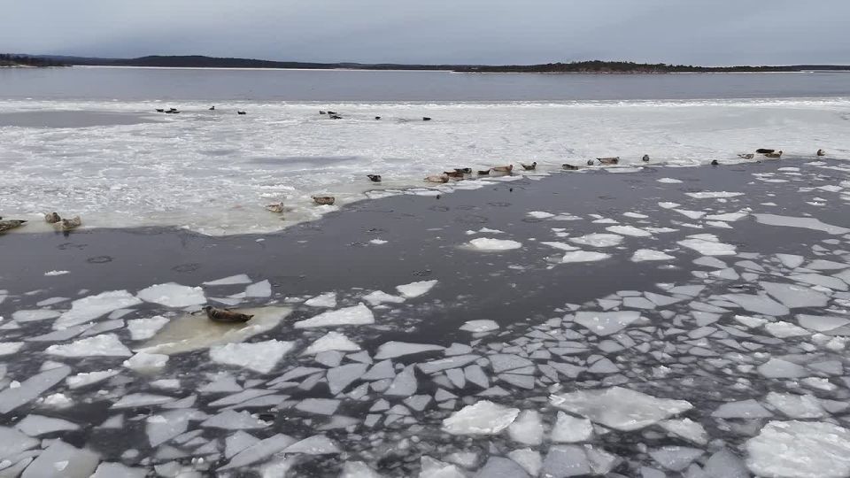 ���� ���� ���������� "�������" � ��������� ��������