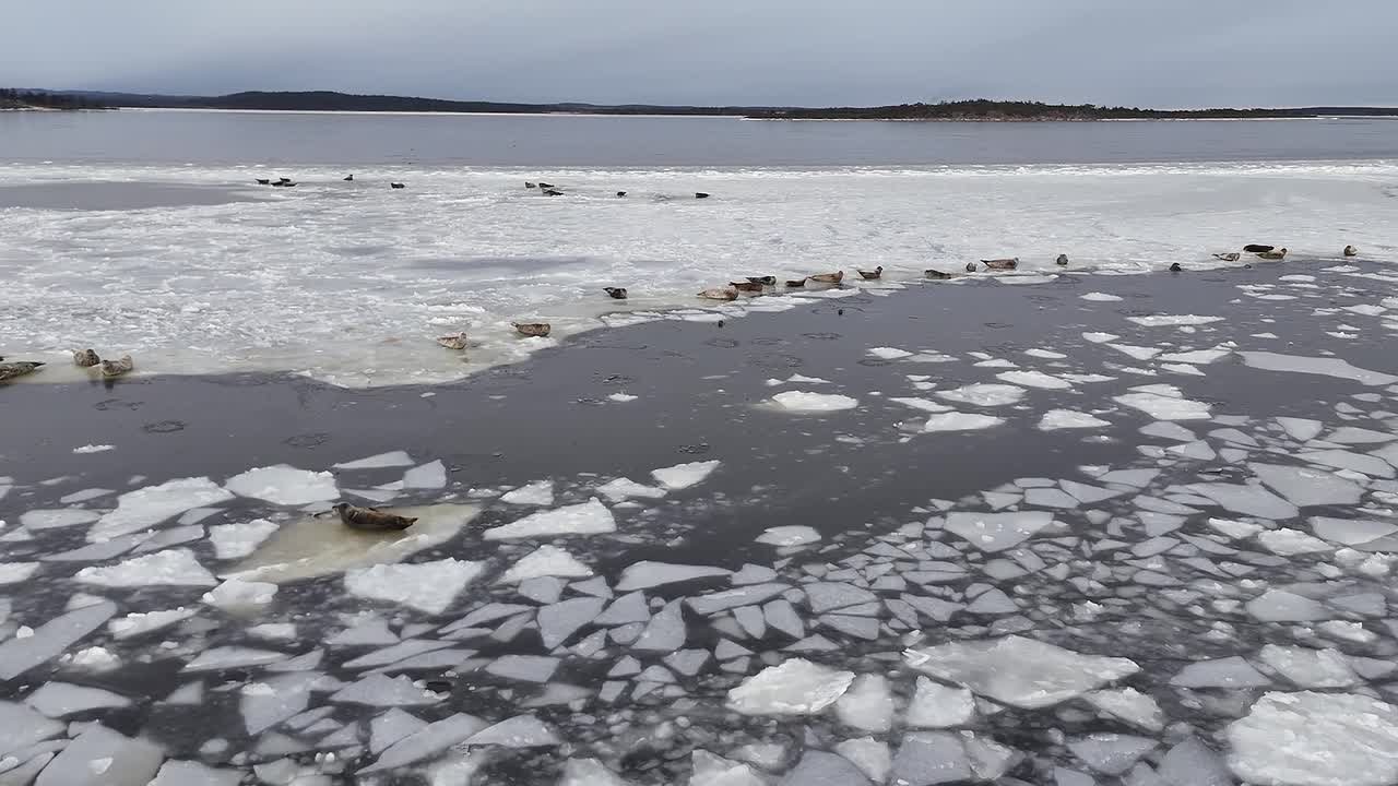 Дрон снял ластоногих "рыбаков" у побережья Сахалина