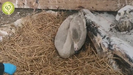 На Сахалине спасли раненого лебеденка