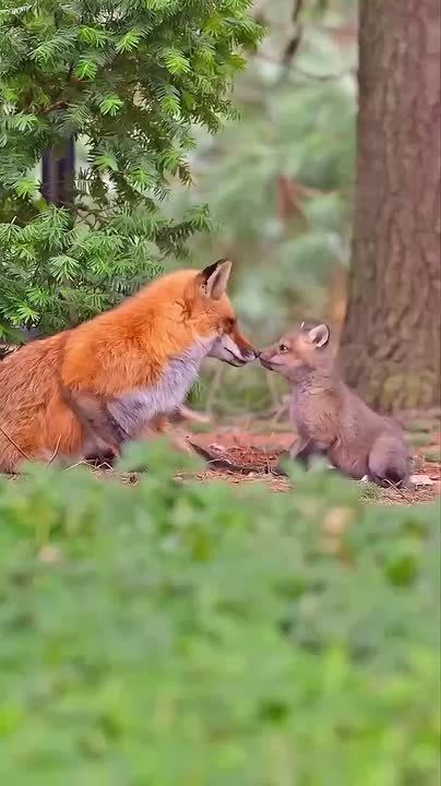 ������ ����!. ������� ���� ������������� ������ ����� � ������ � ���� ���� �������� ������-������������������ ������ ��������� (1711 � 1765), ������������� ���� ����������� (1770 � 1846), ���������� ������� ��������� (1999)...