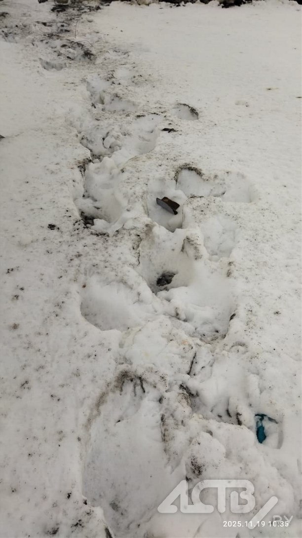 "Не спится": медведи ходят по сугробам в окрестностях Северо-Курильска "Не спится": медведи ходят по сугробам в окрестностях Северо-Курильска
