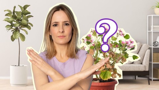 Пользы точно не будет: эта домашняя подкормка для цветов оказалась пустышкой