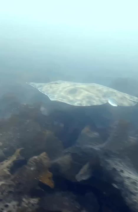 А вы знали, что в сахалинских водах водятся гигантские скаты?